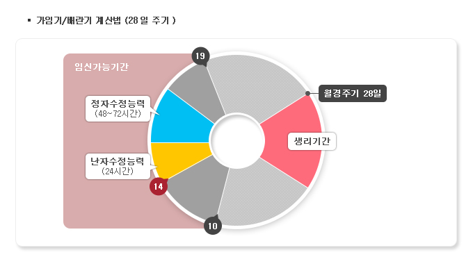 가임기 배란일 계산법